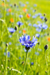 Kornblume im bunt blühendem Feld