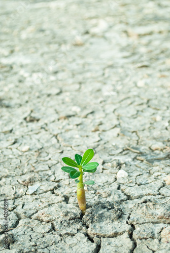 Photo: young tree growing on cracked soil young tree growing on cracked soil