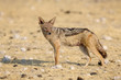 Black Backed Jackal standing in savanne.