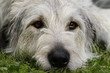 Irischer Wolfshund