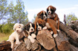 chiots boxers