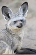 Portrait of a Bat Eared Fox.