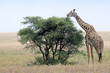 Giraffe feeding from tree.