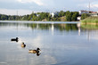 Photo: Ducks in peaceful atmospherein Töölölahti bay, Helsinki, Finland Ducks in peaceful atmospherein Töölölahti bay, Helsinki, Finland