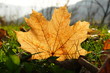 Foto: Ahornblatt im Gras Ahornblatt im Gras
