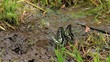drinking water of swallowtail butterfly