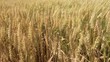 Video: Summer Wheat Field Summer Wheat Field