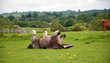 Enjoying a roll in the grass