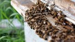 Bees flock to the hive