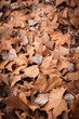 Photo: Dead leaves shot ideal for backgrounds and textures Dead leaves shot ideal for backgrounds and textures