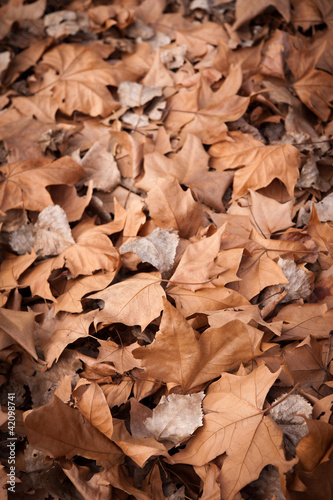 Foto: Dead leaves shot ideal for backgrounds and textures Dead leaves shot ideal for backgrounds and textures