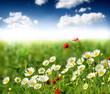 Foto: Summer wildflowers Summer wildflowers