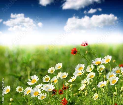 Foto: Summer wildflowers Summer wildflowers