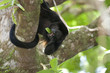 Howler monkey