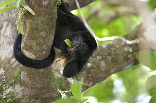 Photo: Howler monkey Howler monkey