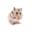 Photo: Hamster Hamster