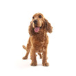 Photo: Cocker Spaniel Cocker Spaniel