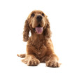 Cocker Spaniel