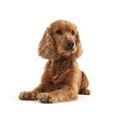 Cocker Spaniel