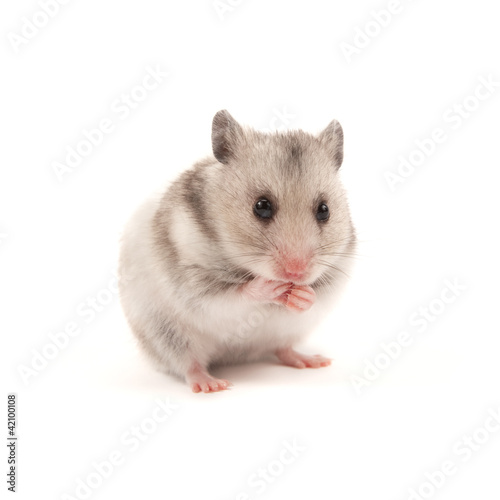 Photo: Hamster Hamster