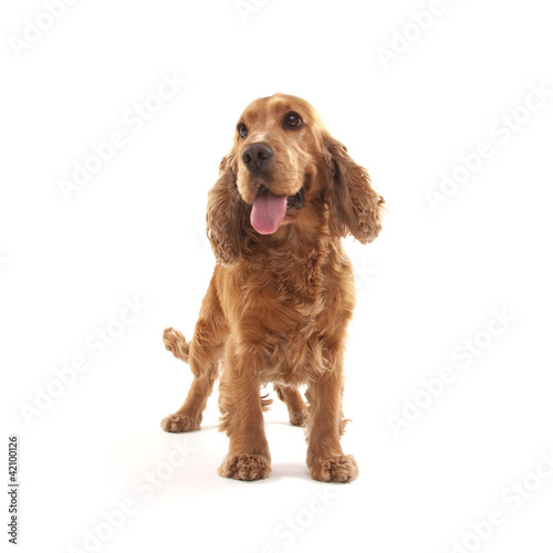 Photo: Cocker Spaniel Cocker Spaniel