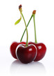 cherry