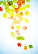 Vector: autumn background autumn background