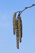 Photo: Hazel catkins and twig Hazel catkins and twig