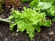 frischer Salat im Garten...
