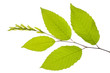 Hainbuche Buche