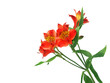 Alstroemeria lilly flowers