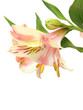 Alstroemeria lilly flowers