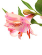 Alstroemeria lilly flowers