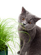 Cat grass
