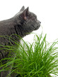 Cat grass