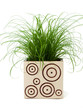 Cat grass