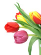 Foto: Tulip flowers isolated Tulip flowers isolated