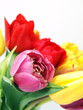 Foto: Tulip flowers Tulip flowers