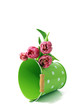 Tulips with bucket