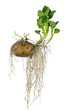 germinating potato