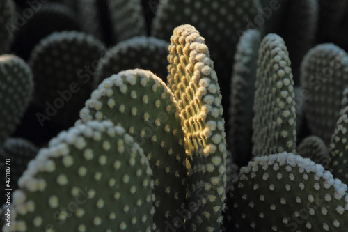 Photo: Fine Art Cactus Fine Art Cactus