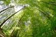 Rotbuchen im Wald im Frühjahr