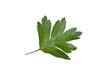 Weißdorn-Blatt (freigestellt)