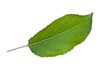Apfelbaum-Blatt (freigestellt)