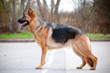 german shepherd dog champion standing
