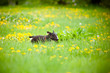 dog walking in a flower field