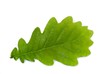 Eichenblatt (freigestellt)