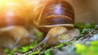 snail closeup in the rays of sun.