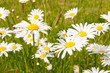 Magerwiesen Margeriten