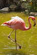 Flamingo Xcaret